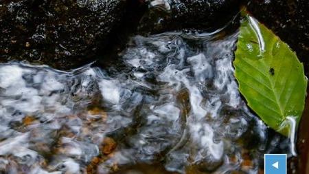 Green leaf floating in stream.